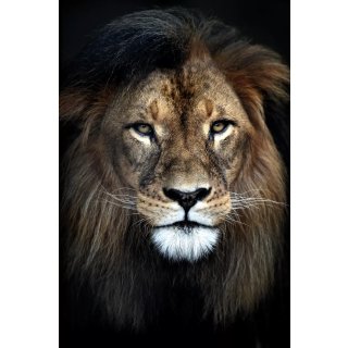 MondiArt Bild Strong Lion