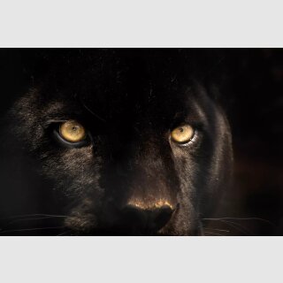 MondiArt Bild Cougar